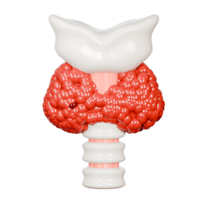 Thyroid Healing Program Icon